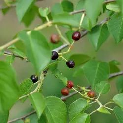 بذر آلبالو تلخ