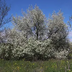 بذر آلبالو تلخ