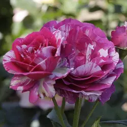 بذر گل رز شهابی