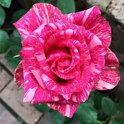 بذر گل رز شهابی