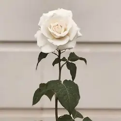 بذر گل رز سفید