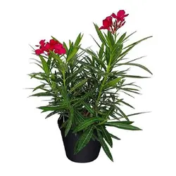 بذر گل خرزهره قرمز