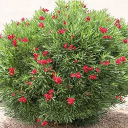 بذر گل خرزهره قرمز