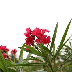 بذر گل خرزهره قرمز