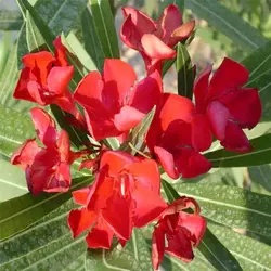 بذر گل خرزهره قرمز