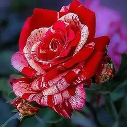 بذر گل رز قرمز و صورتی