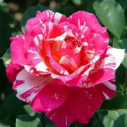 بذر گل رز قرمز و صورتی