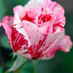 بذر گل رز قرمز و صورتی