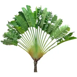 بذر نخل مسافر