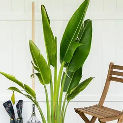 بذر نخل مسافر