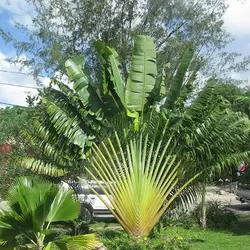 بذر نخل مسافر