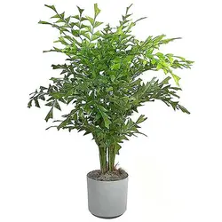 بذر نخل دم ماهی (کاریوتا)