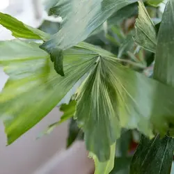 بذر نخل دم ماهی (کاریوتا)