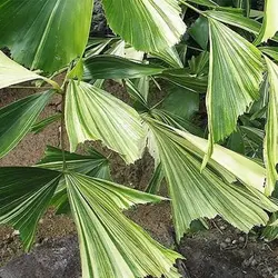 بذر نخل دم ماهی (کاریوتا)