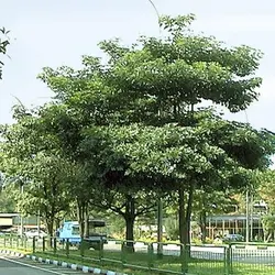 بذر درخت تخته سیاه