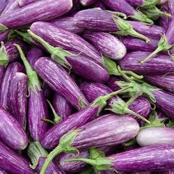بذر بادمجان زبرا بلند