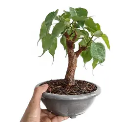 بذر درخت انجیر معابد