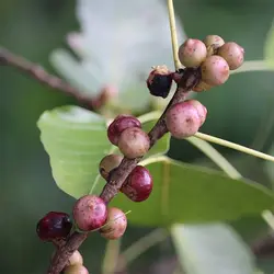 بذر درخت انجیر معابد