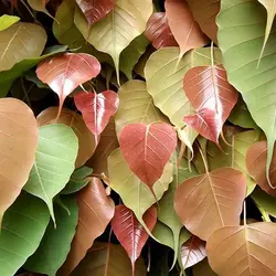 بذر درخت انجیر معابد