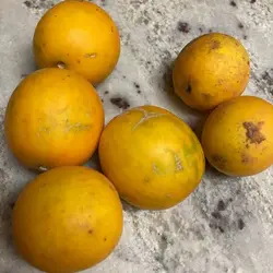 بذر ملون وحشی ماسک