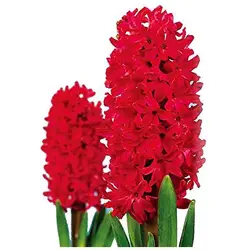 پیاز گل سنبل