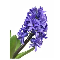 پیاز گل سنبل