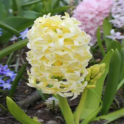 پیاز گل سنبل