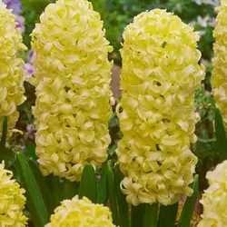 پیاز گل سنبل