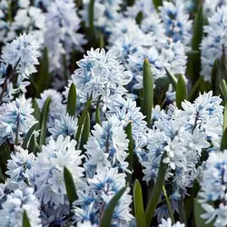 پیاز گل قرقره راه راه