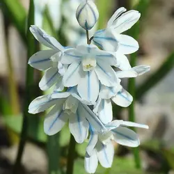 پیاز گل قرقره راه راه