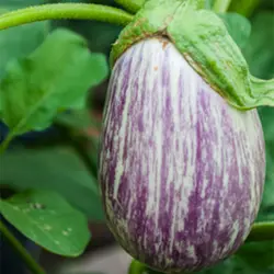 بذر بادمجان زبرا دلمه ای