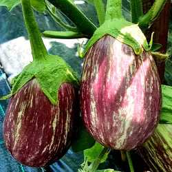 بذر بادمجان زبرا دلمه ای