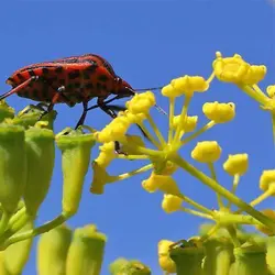 بذر وشا (بیلهر)
