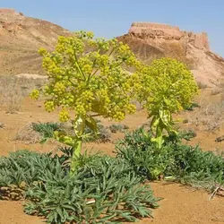بذر وشا (بیلهر)