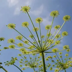 بذر وشا (بیلهر)