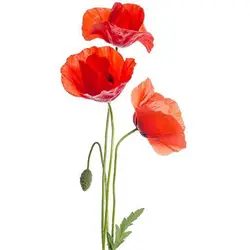 بذر گل شقایق کالیفرنیایی قرمز