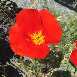 بذر گل شقایق کالیفرنیایی قرمز