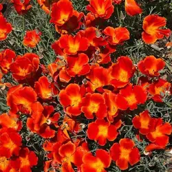 بذر گل شقایق کالیفرنیایی قرمز