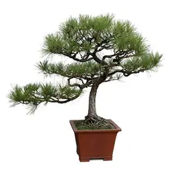بذر درخت بونسای کاج ژاپنی