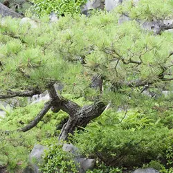 بذر درخت بونسای کاج ژاپنی