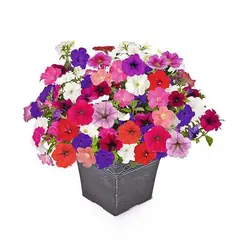 بذر گل اطلسی بالکنی پابلند میکس