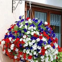 بذر گل اطلسی بالکنی پابلند میکس