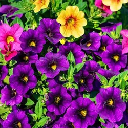 بذر گل اطلسی بالکنی پابلند میکس