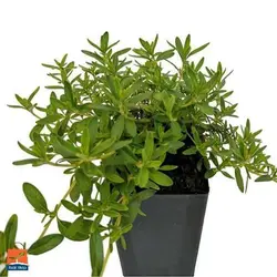 بذر مرزه برگ پهن