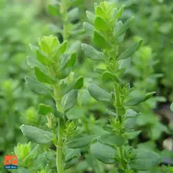 بذر مرزه برگ پهن