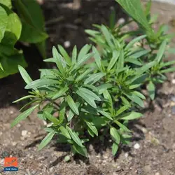 بذر مرزه برگ پهن