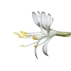 بذر درخت پیچ امین الدوله