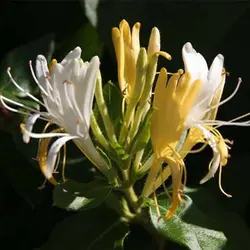 بذر درخت پیچ امین الدوله