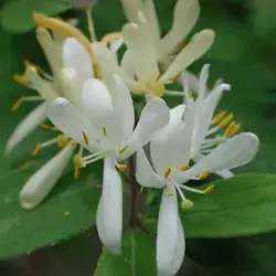 بذر درخت پیچ امین الدوله