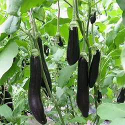 بذر بادمجان قلمی